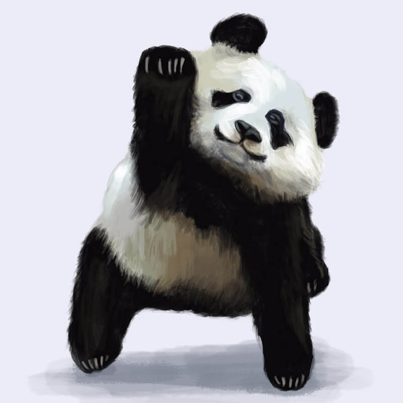 Panda illustration