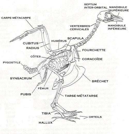 Biologie des oiseaux FauconÉduc