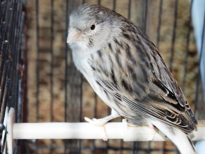 Kanarina The Lizard Fauna