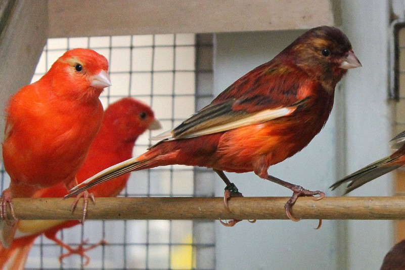 Kanarina Stafford Fauna