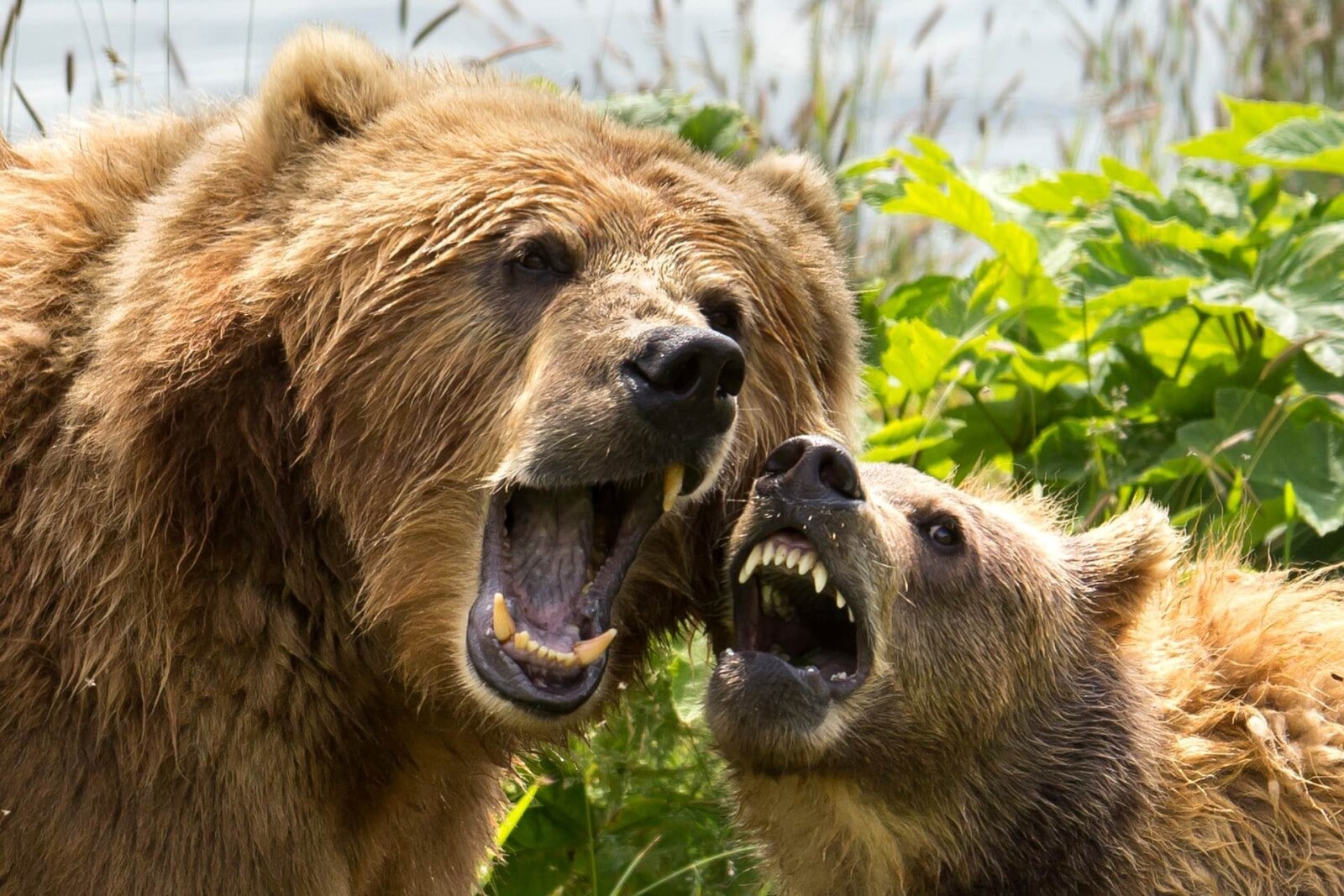 Are Bears Carnivores, Herbivores, or Omnivores? Fauna Facts