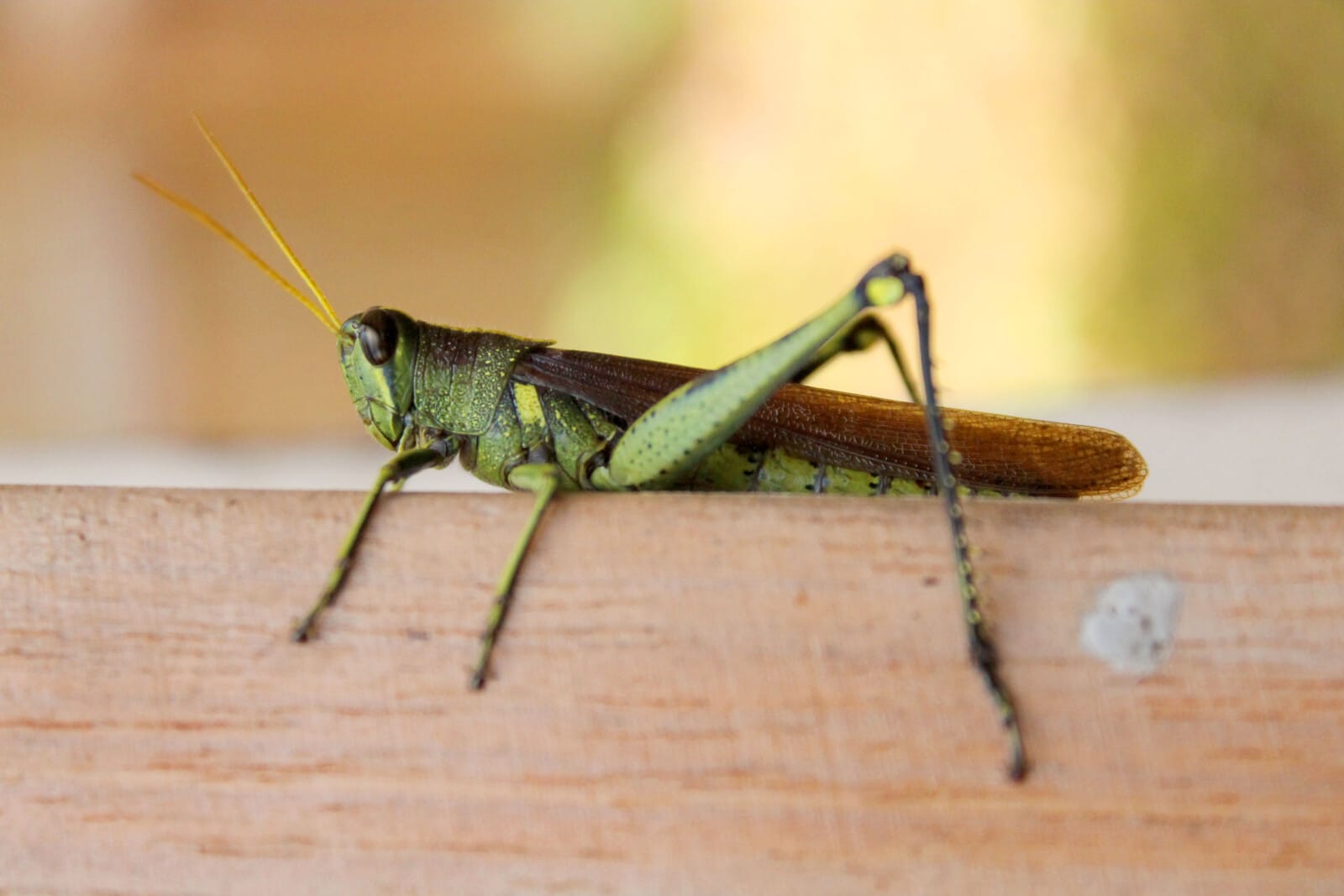 25 Animals that are Green (A to Z List) with Pictures Fauna Facts