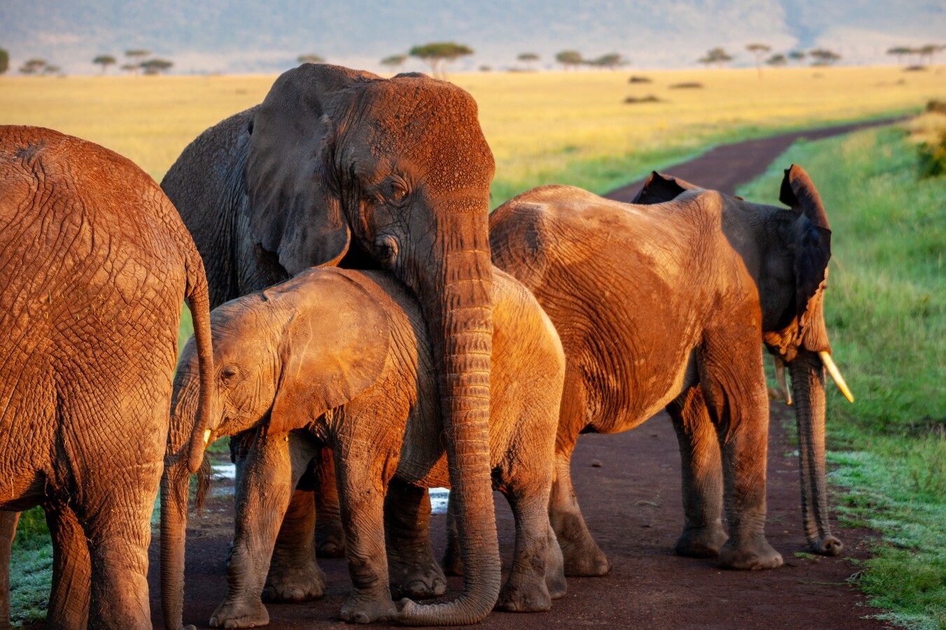 10 Elephant Adaptations (Evolutionary Secrets!) Fauna Facts