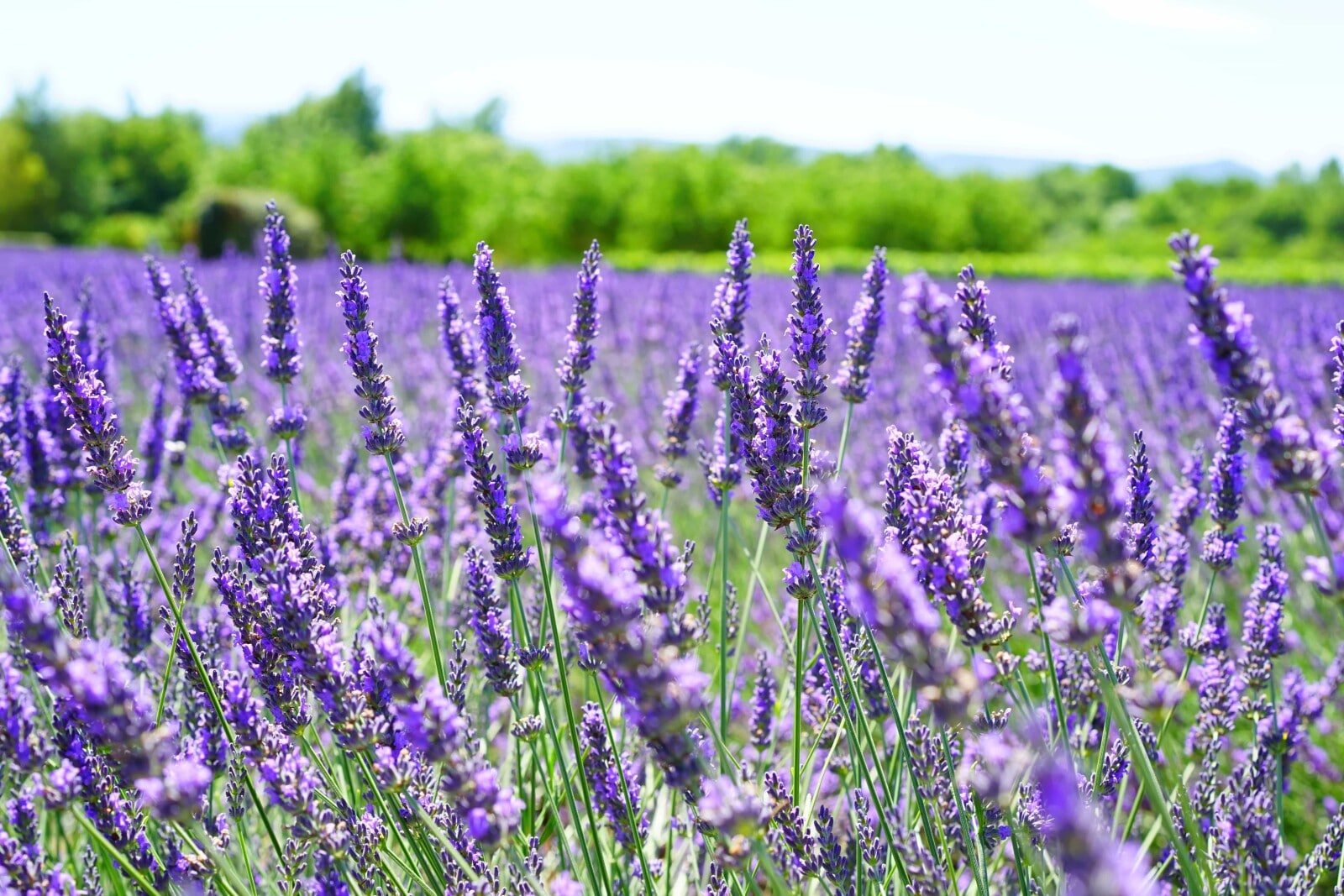 Does Lavender Repel Snakes? Fauna Facts