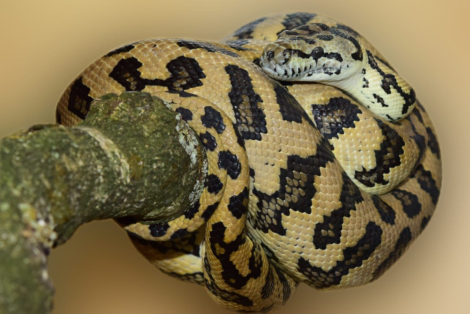 29 Animals With no Natural Predators (A to Z List +Pictures) Fauna Facts