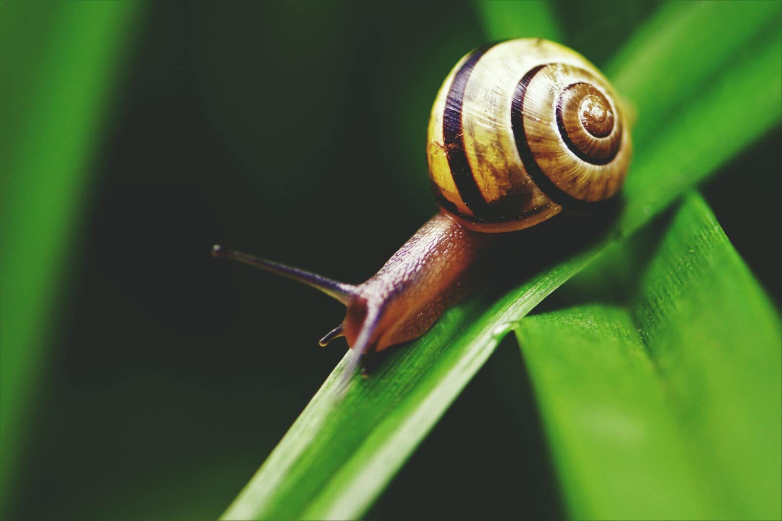 27 Animals that Eat Snails (A to Z List & Pictures) Fauna Facts