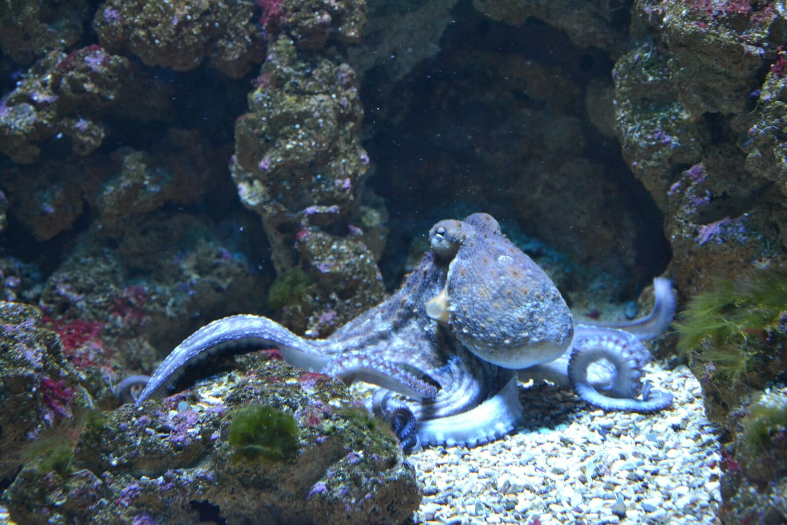 10 Octopus Adaptations (Evolutionary Secrets!) Fauna Facts