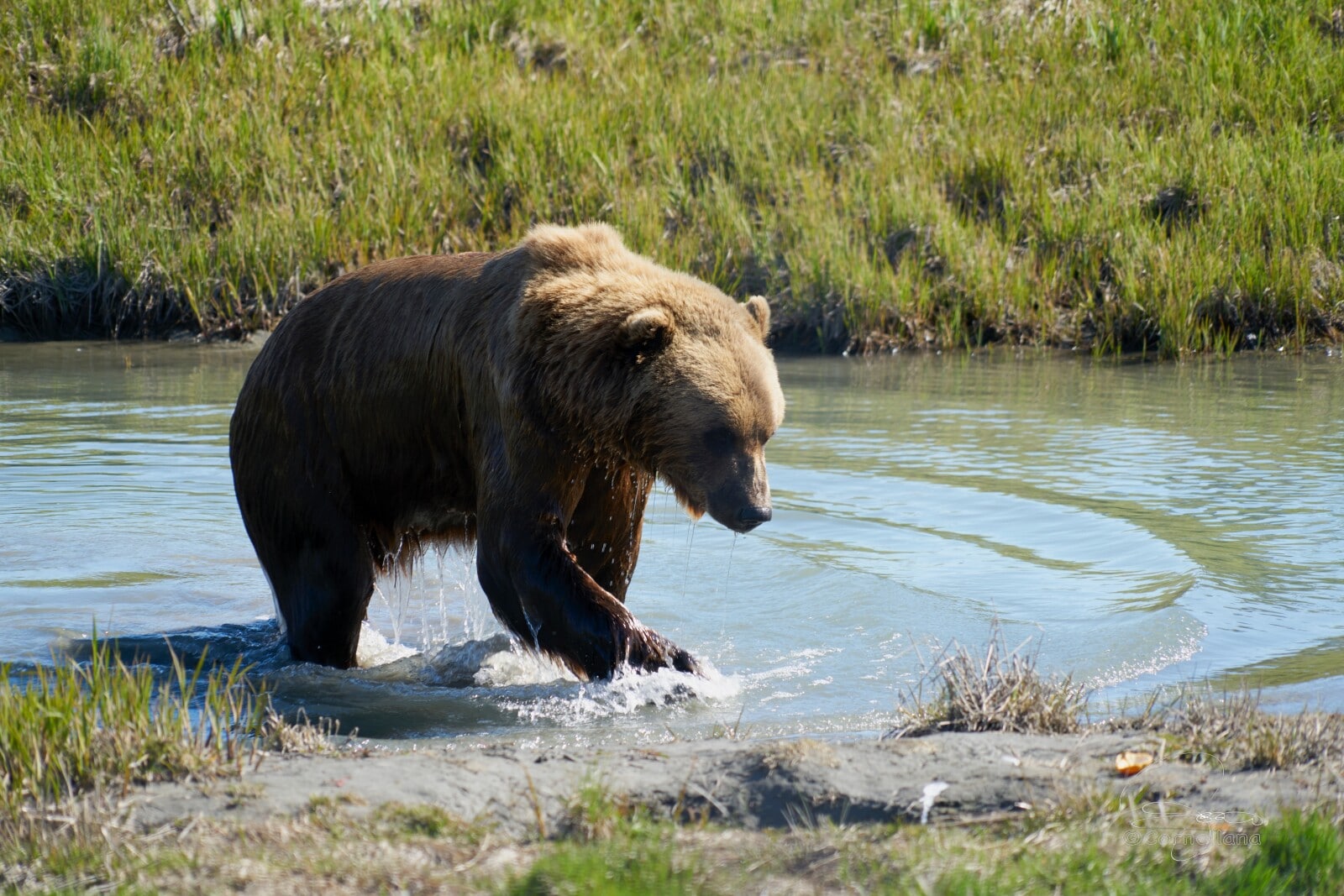 29 Animals With no Natural Predators (A to Z List +Pictures) Fauna Facts