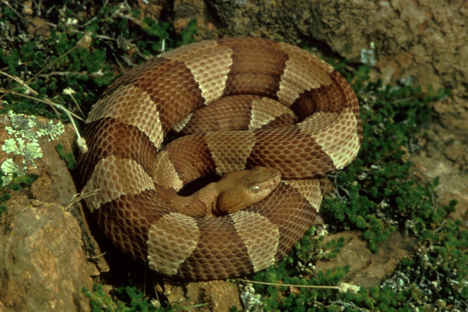 Rat Snakes Vs. Copperhead Snakes Fauna Facts