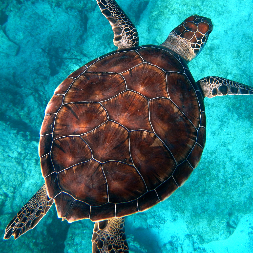 Green Turtle FaunaFocus
