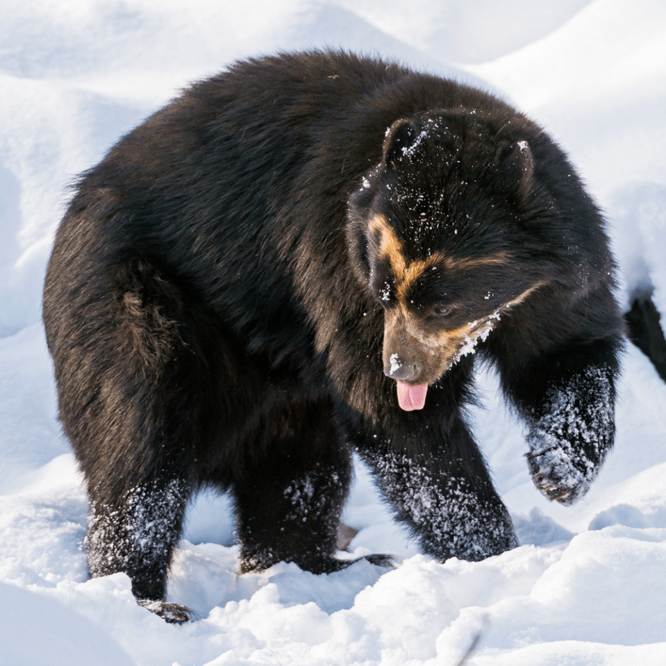 Spectacled Bear FaunaFocus