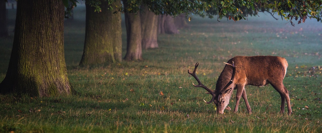 You Walk Quietly Through An Animals Habitat As Coronavirus Sends