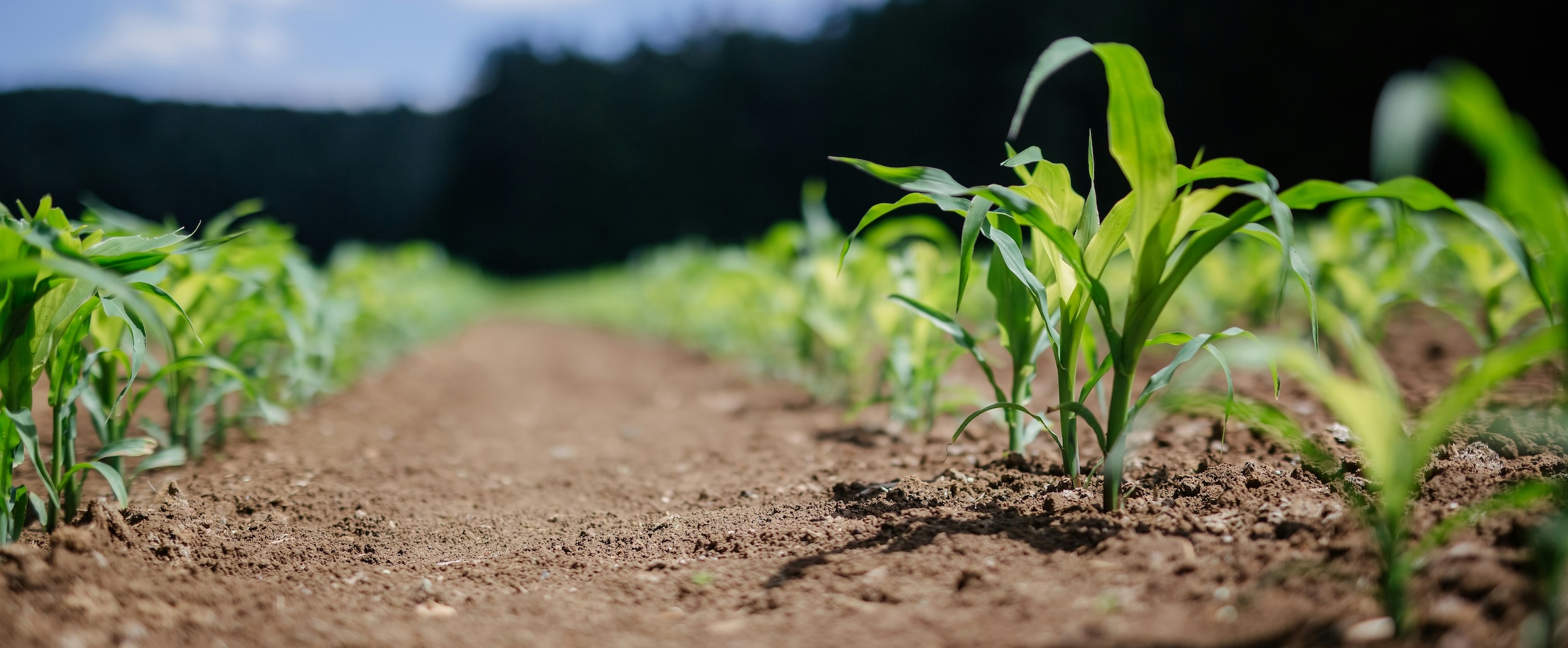 The Deceptive Promise Of Manure Biogas As A Methane Solution Faunalytics