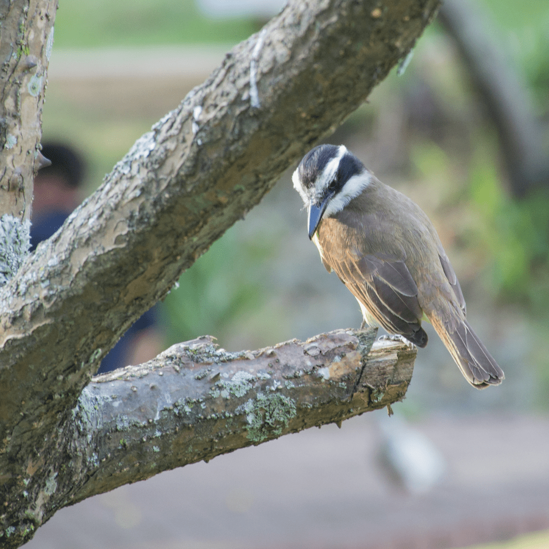 Lendas observar uma ave dá azar ou sorte? Fauna News