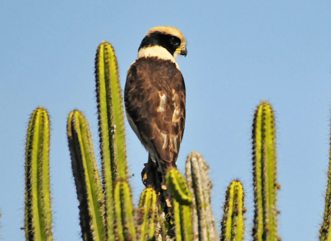Lendas observar uma ave dá azar ou sorte? Fauna News