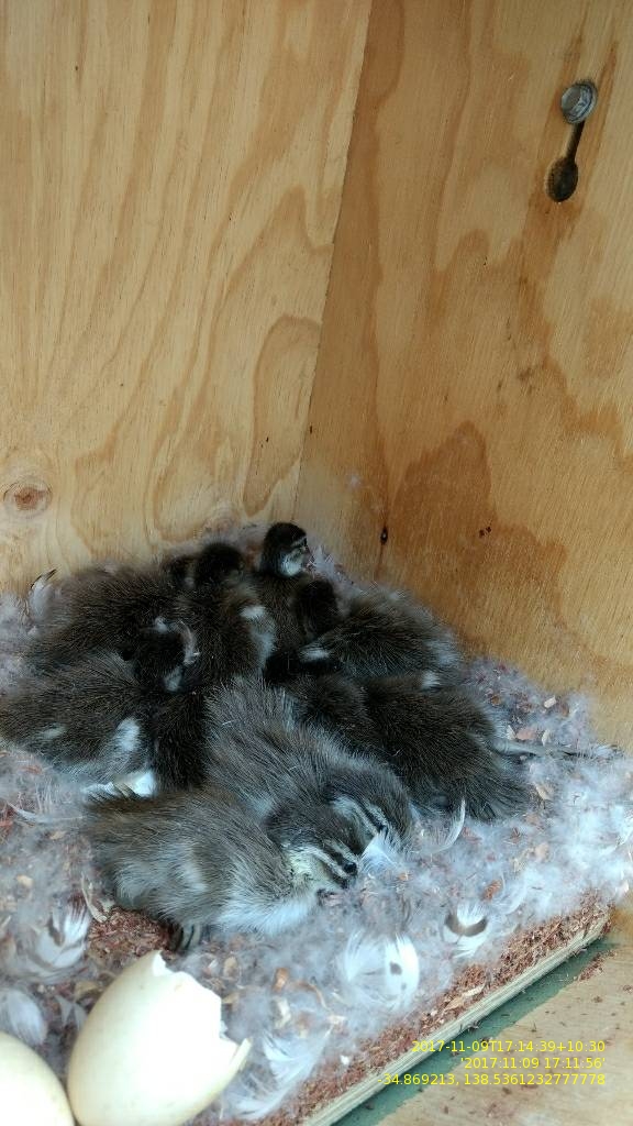 Duck Nesting Box fauNature