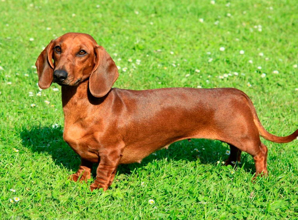 Такса описание породы, характер, уход и содержание