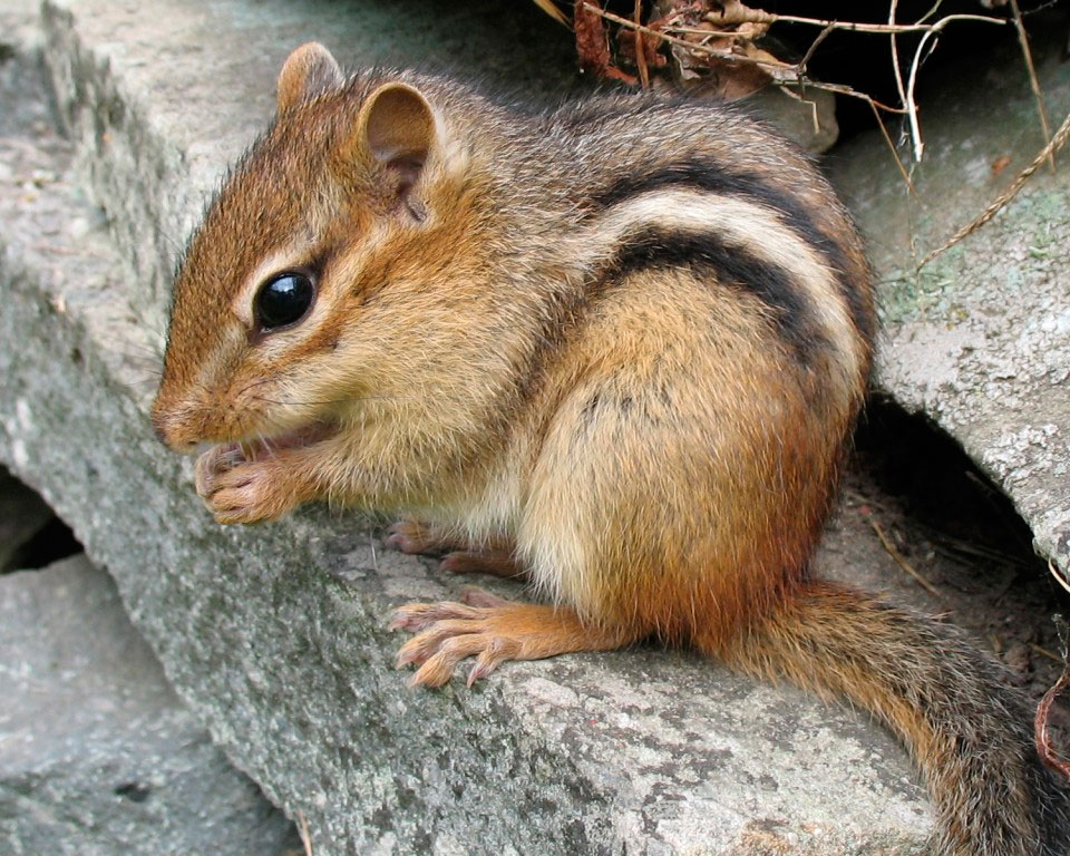 Бурундуки описание животного, что едят, сколько живут