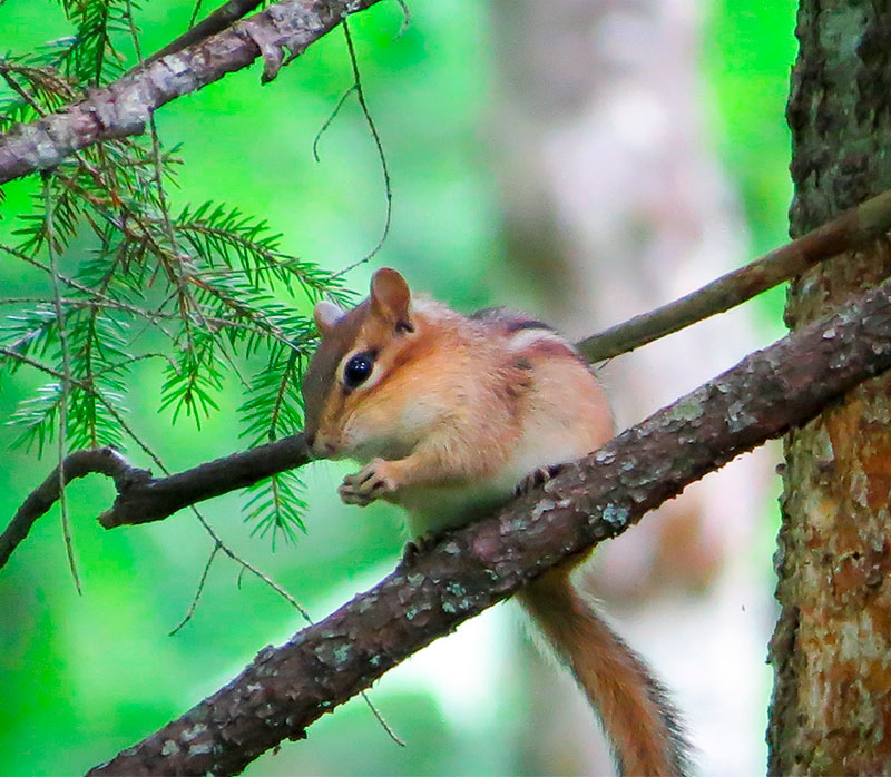 Бурундуки описание животного, что едят, сколько живут