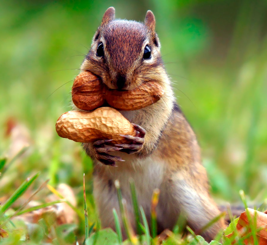 Бурундуки описание животного, что едят, сколько живут
