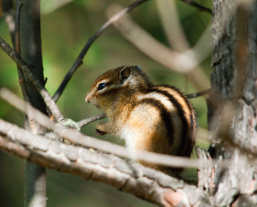 Бурундуки описание животного, что едят, сколько живут