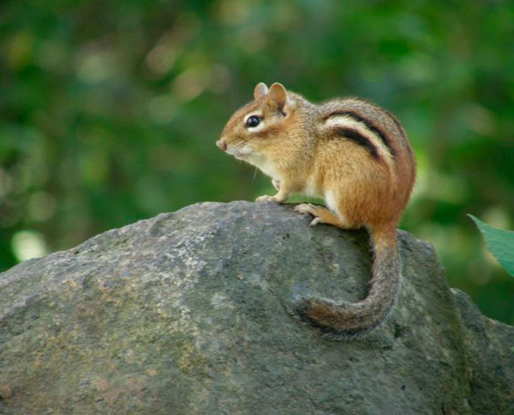 Бурундуки описание животного, что едят, сколько живут
