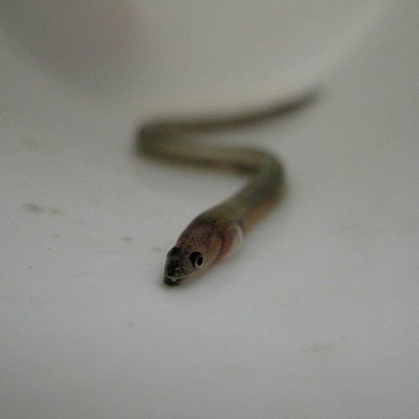 The Plight of the Eel Faversham Life