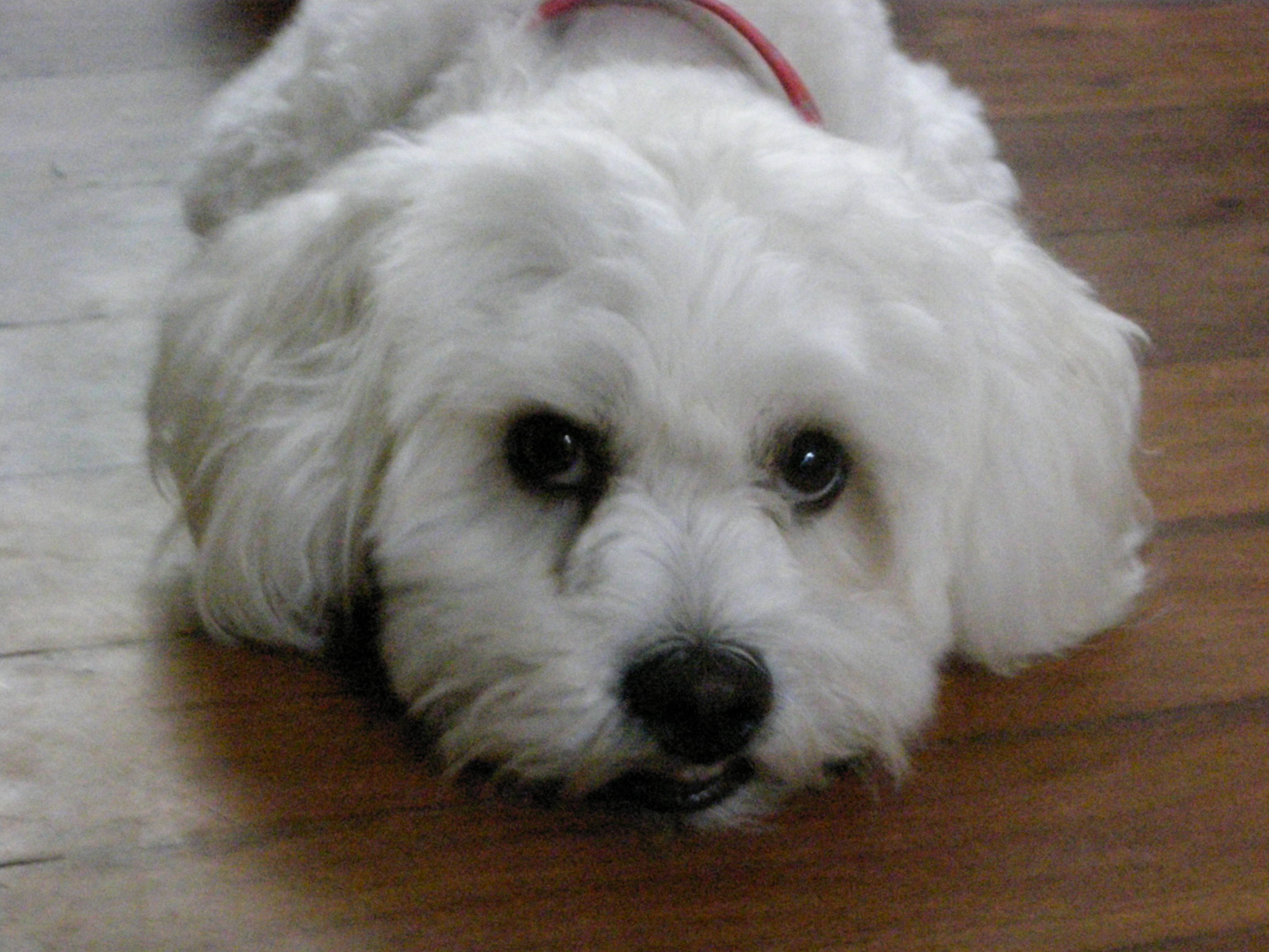 bobby dog fayeandnick