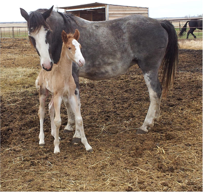Rare Photos of a Newborn horse Fayebrook Farms raises, trains and