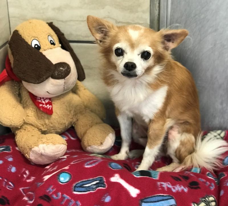 Fayetteville Animal Services Adoption Search Results