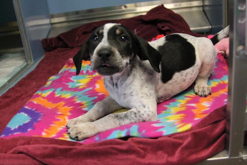 Blue Tick Hound Lab Mix