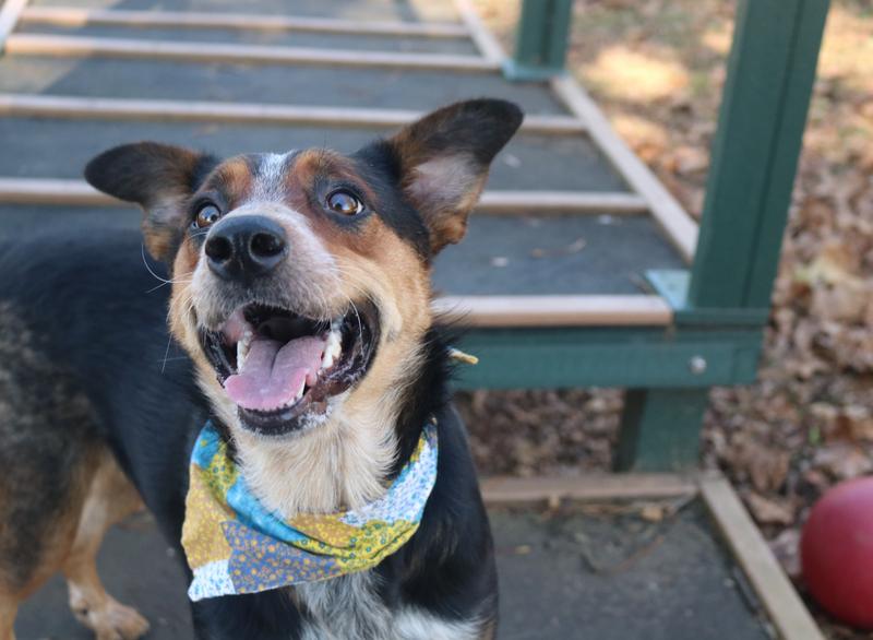 Fayetteville Animal Services Adoption Search Results