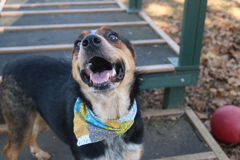 Fayetteville Animal Services Adoption Search Results