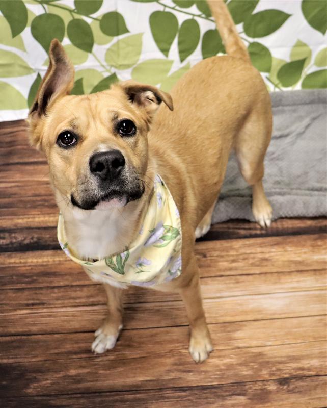 Fayetteville Animal Services Adoption Search Results