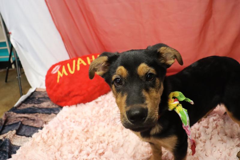Fayetteville Animal Services Adoption Search Results