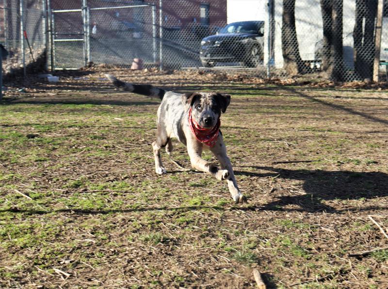 Fayetteville Animal Services Adoption Search Results