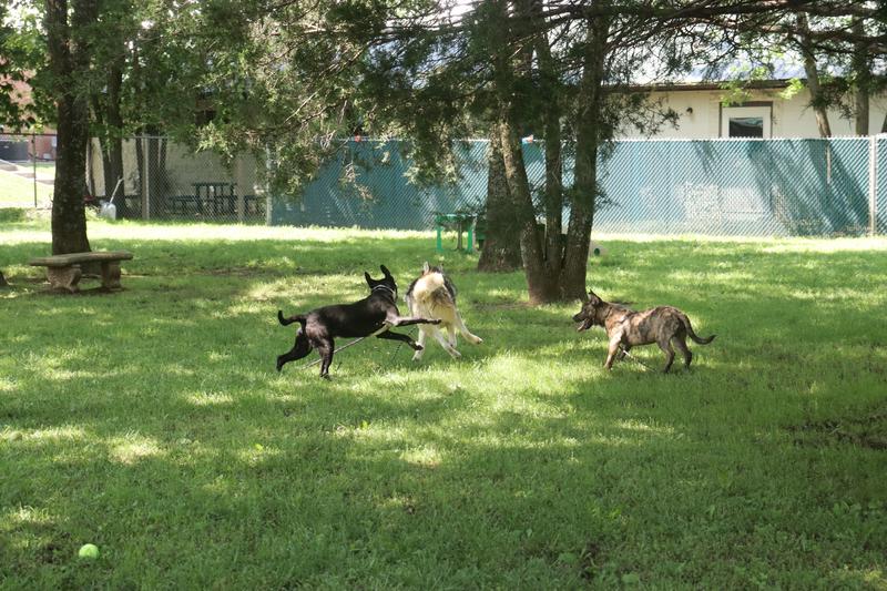 Fayetteville Animal Services Adoption Search Results