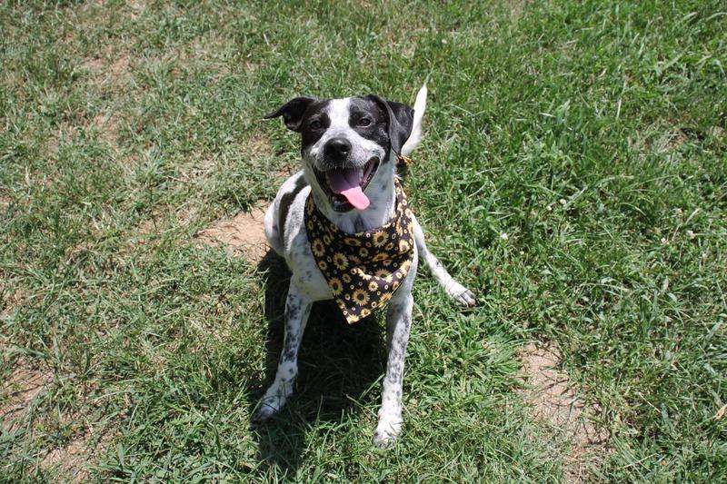 Fayetteville Animal Services Adoption Search Results