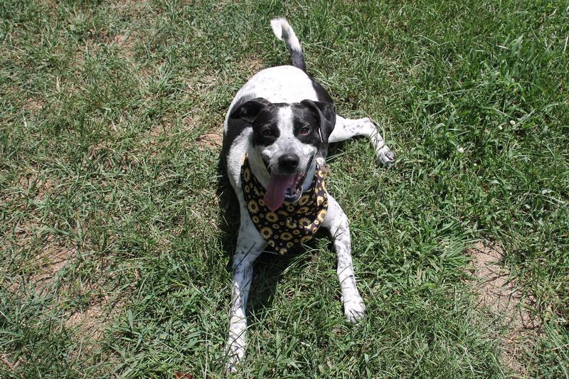 Fayetteville Animal Services Adoption Search Results