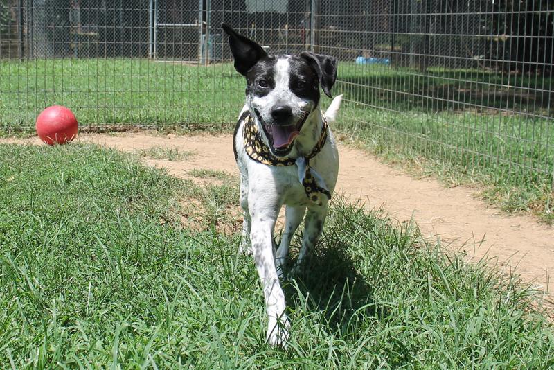 Fayetteville Animal Services Adoption Search Results