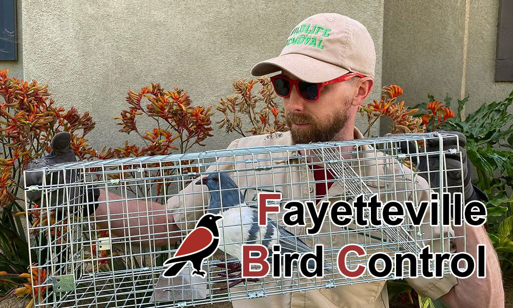 Fayetteville Bird Control