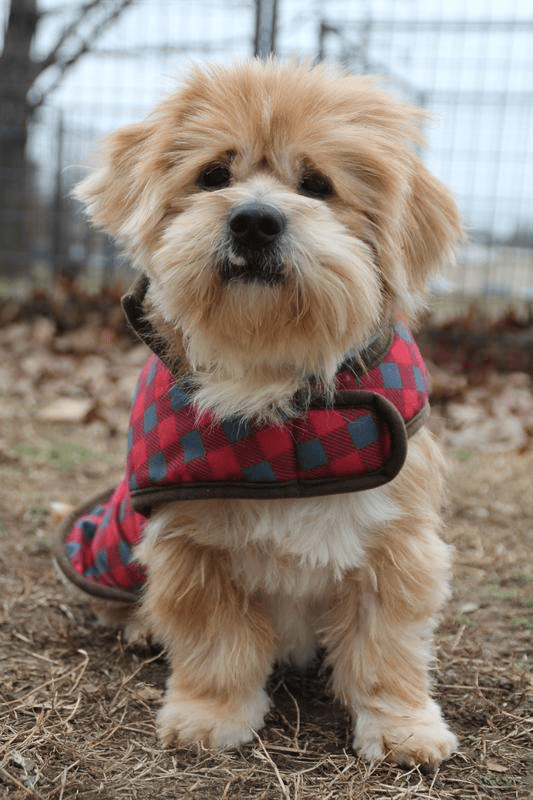 Recently seized pets now available for adoption in Fayetteville