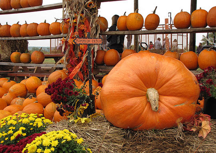 Fall Fun At Pennsylvania Pumpkin Patches Corn Mazes Hayrides Hot Sex