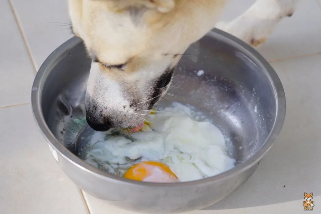 Dog & Eggs, Is it Safe? » Fayie Pet World