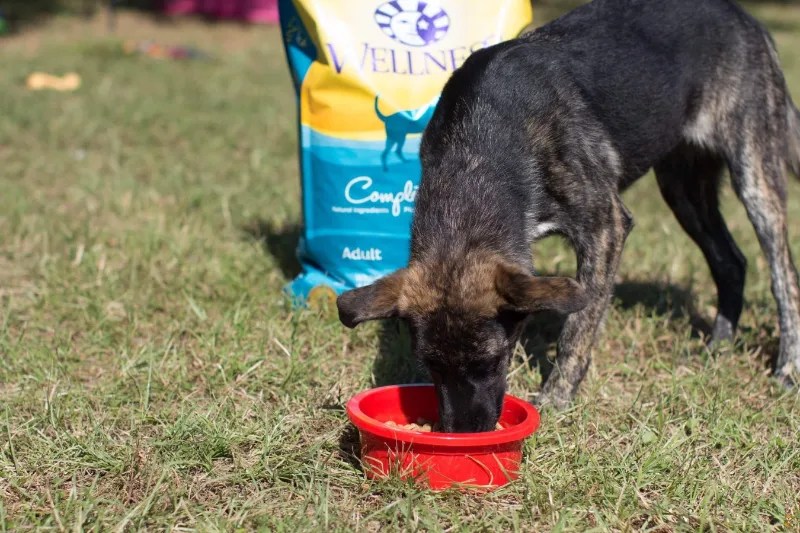 Wellness Natural Dog Food Review 2020 » Fayie Pet World