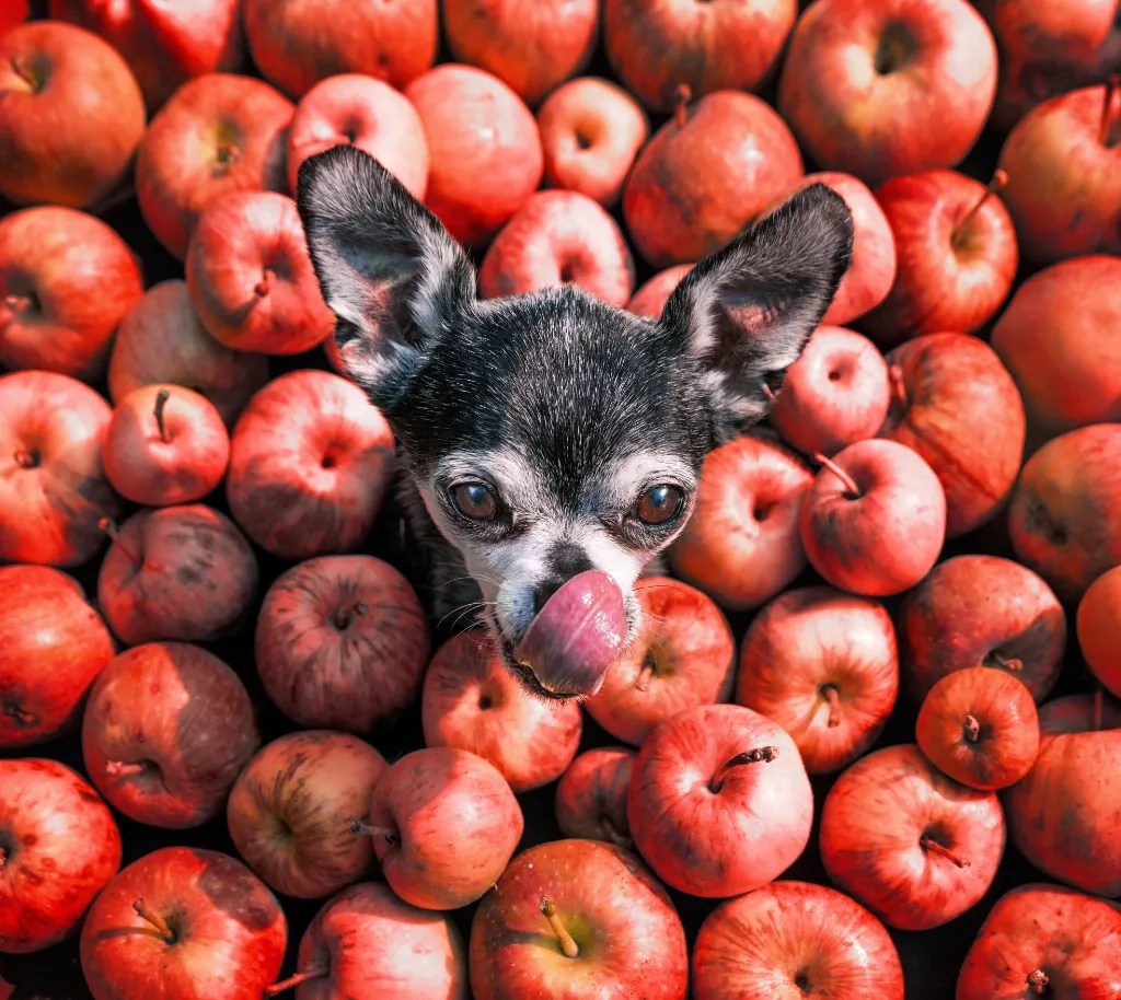 Are Apples Safe for Dogs? » Fayie Pet World
