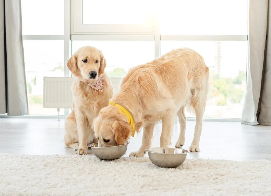 How To Transition Your Dog To New Dog Food » Fayie Pet World