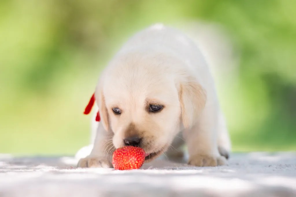 Are Strawberries Safe for Dogs? » Fayie Pet World