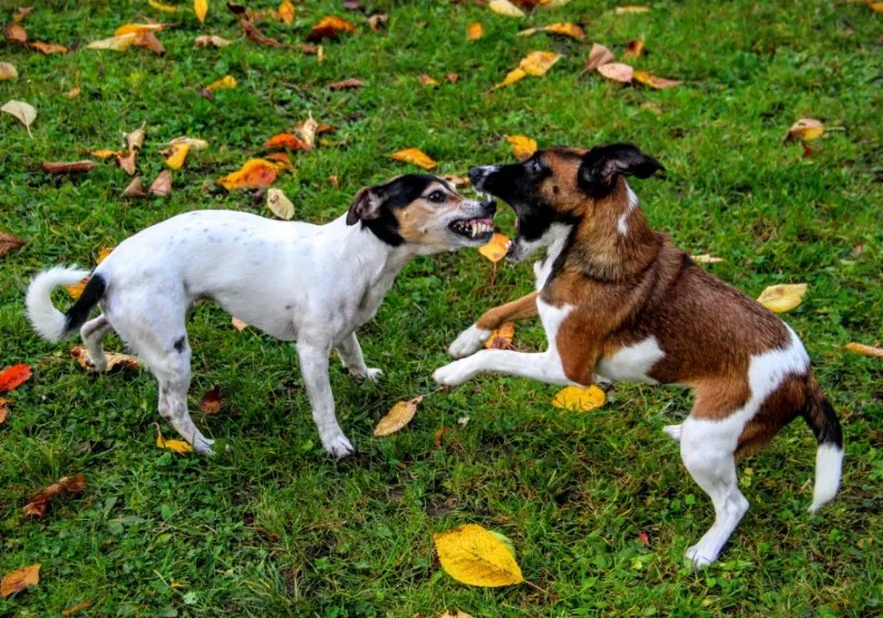 Why Do Dogs Fight? » Fayie Pet World