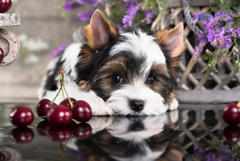 Are Cherries Safe for Dogs? » Fayie Pet World